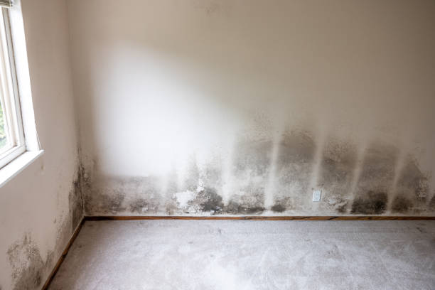 Best Mold Odor Removal Services  in Buffalo, NY